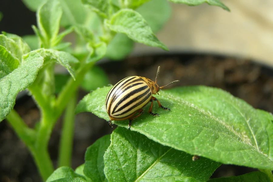 Doryphore rayé jaune et noir posé sur une feuille de pomme de terre